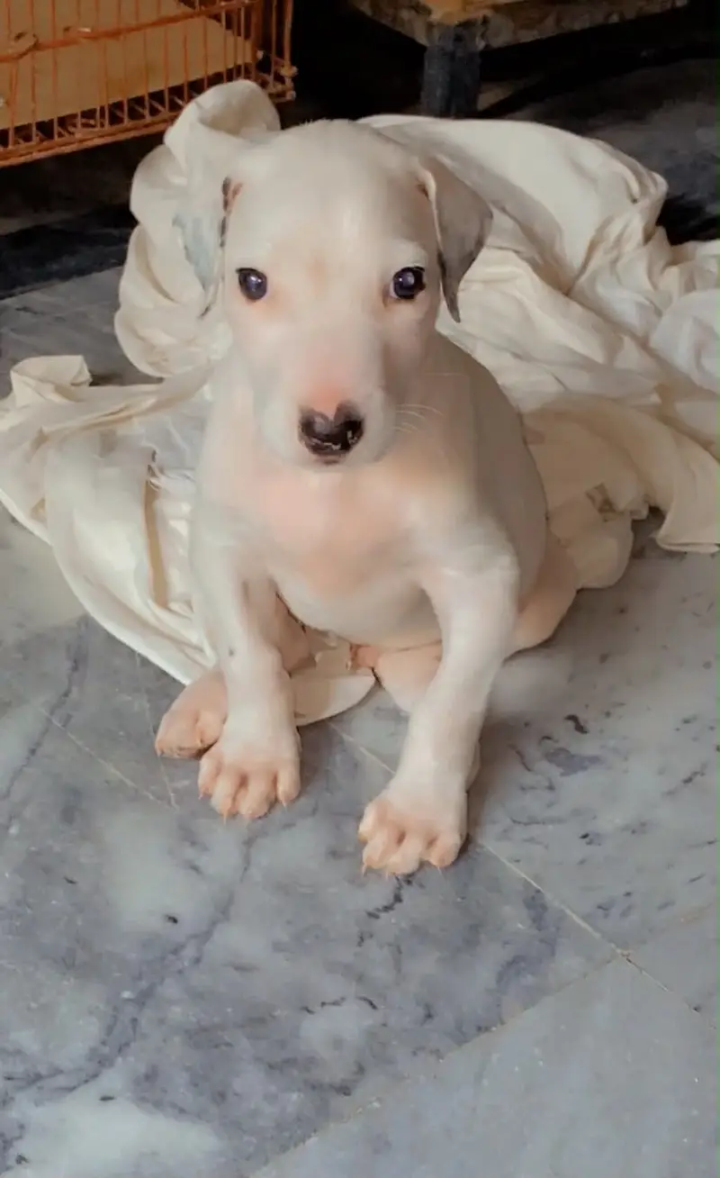 Bulldog puppy — photo 2