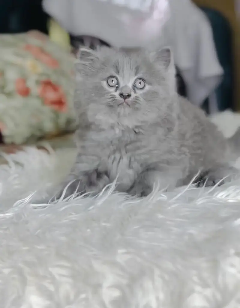 Quality Persian Punchface cat & kitten. moreWhatsApp 03704602354 — photo 2