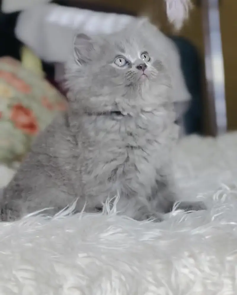 Quality Persian Punchface cat & kitten. moreWhatsApp 03704602354 — photo 3