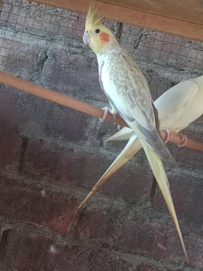 one pair and one chick Cocktail parrot high bloodline jumbo size