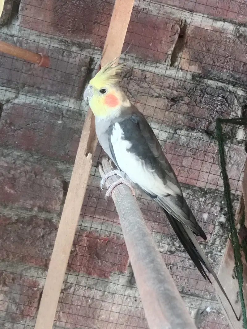 one pair and one chick Cocktail parrot high bloodline jumbo size — photo 2