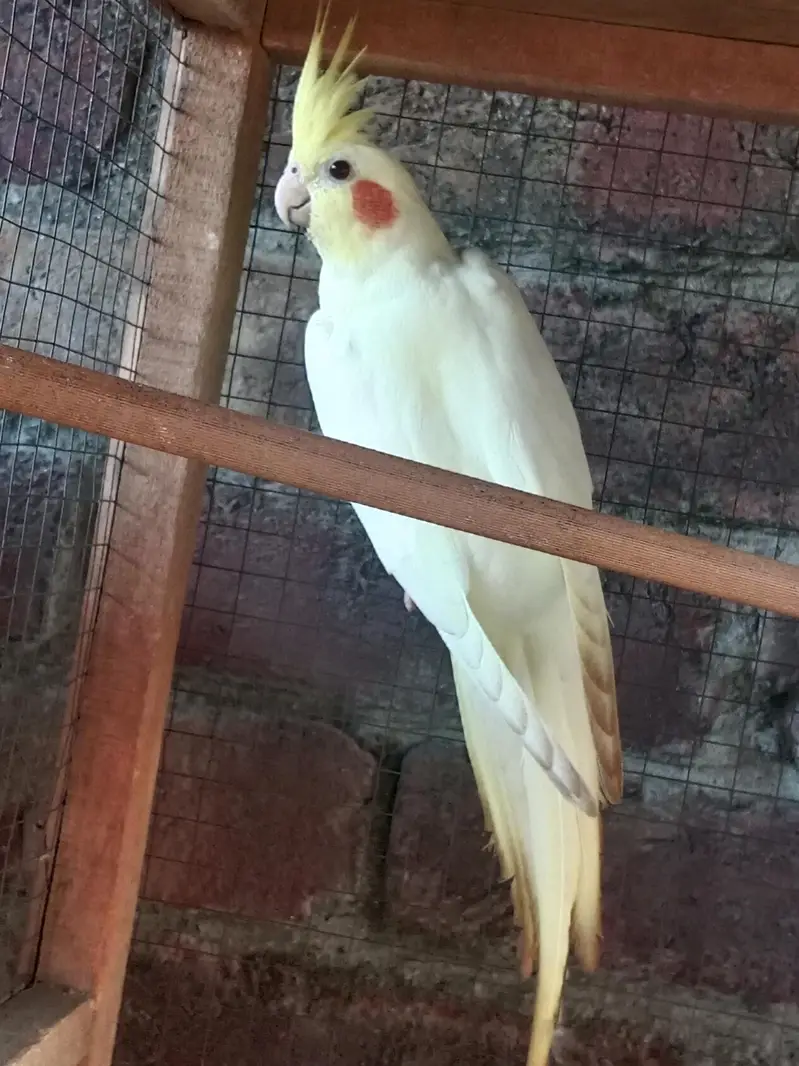 one pair and one chick Cocktail parrot high bloodline jumbo size — photo 3
