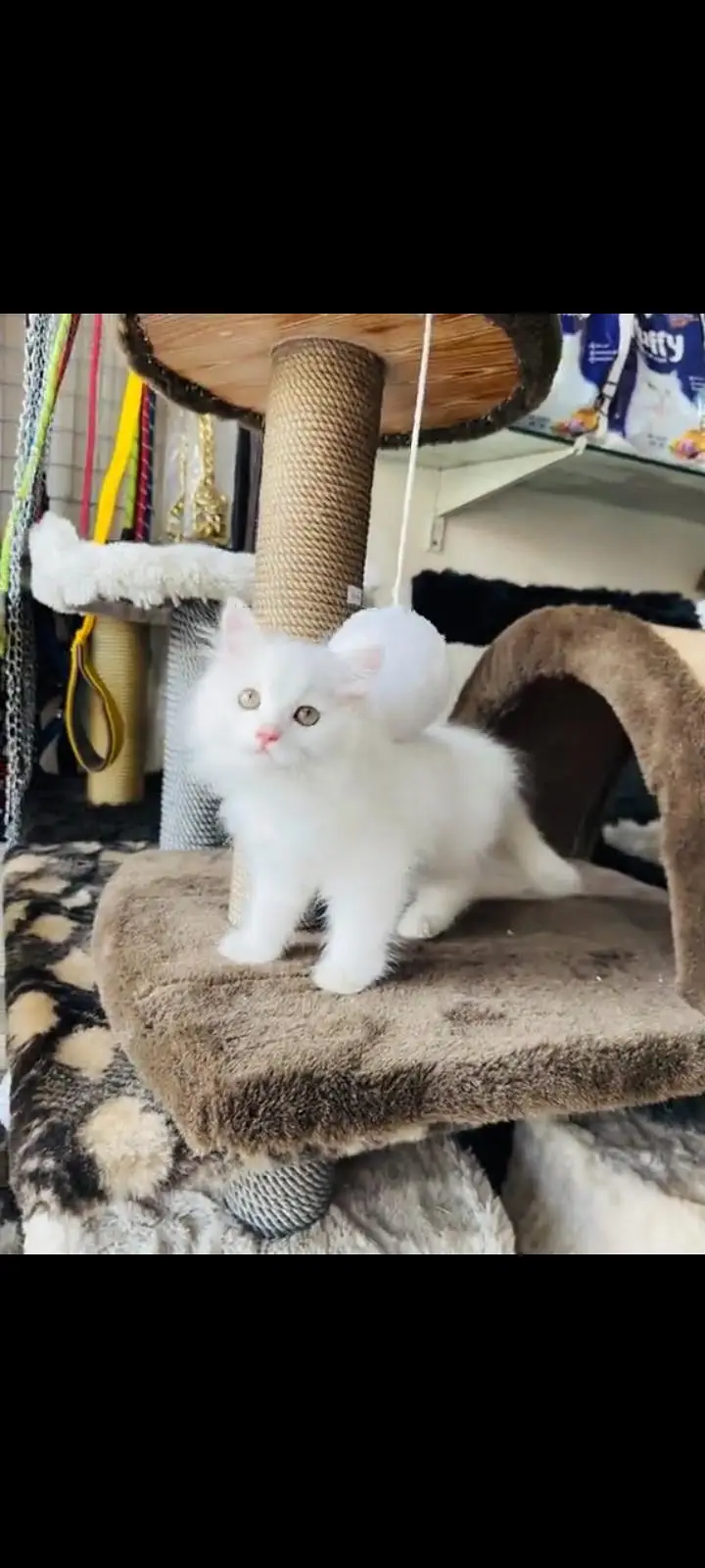 persian cat for sale My WhatsApp number 03093713755