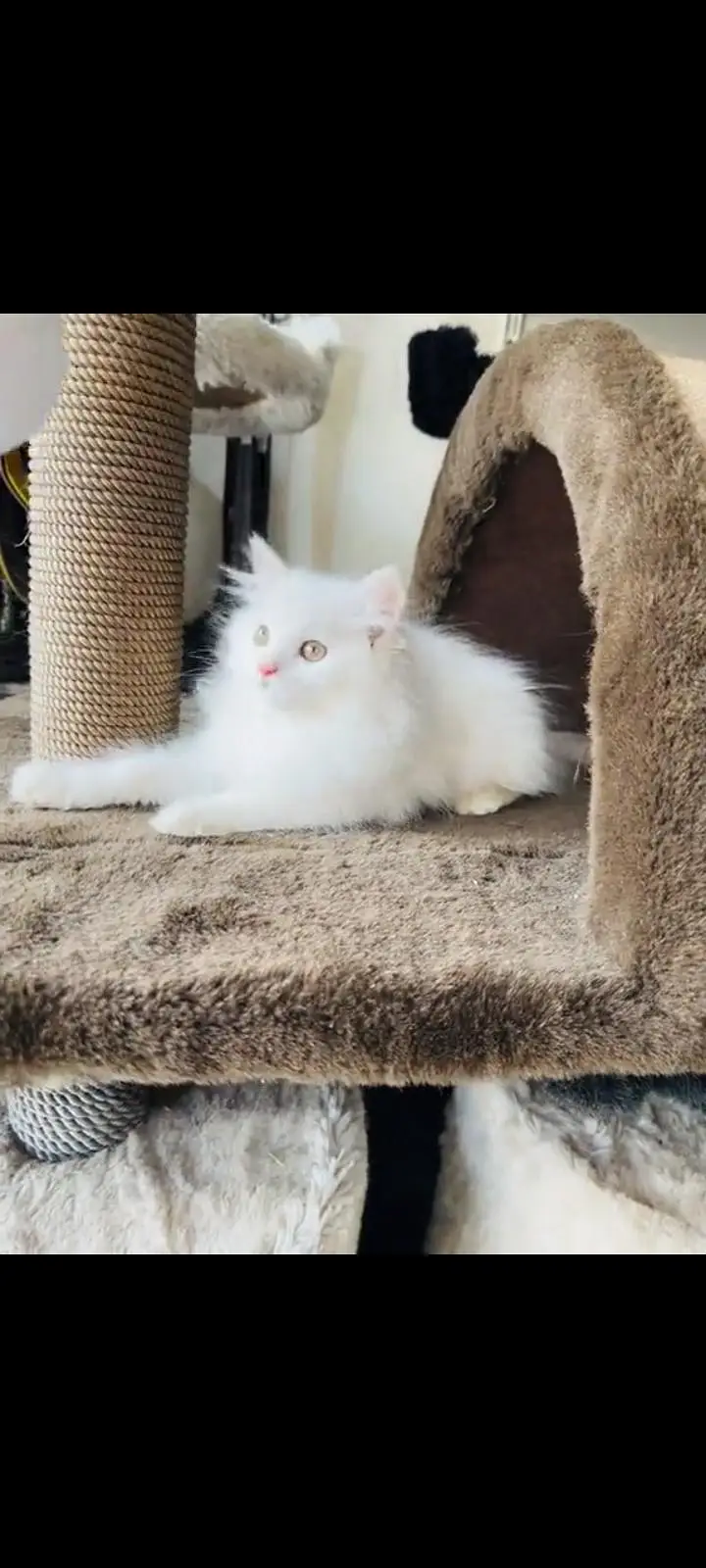 persian cat for sale My WhatsApp number 03093713755 — photo 2