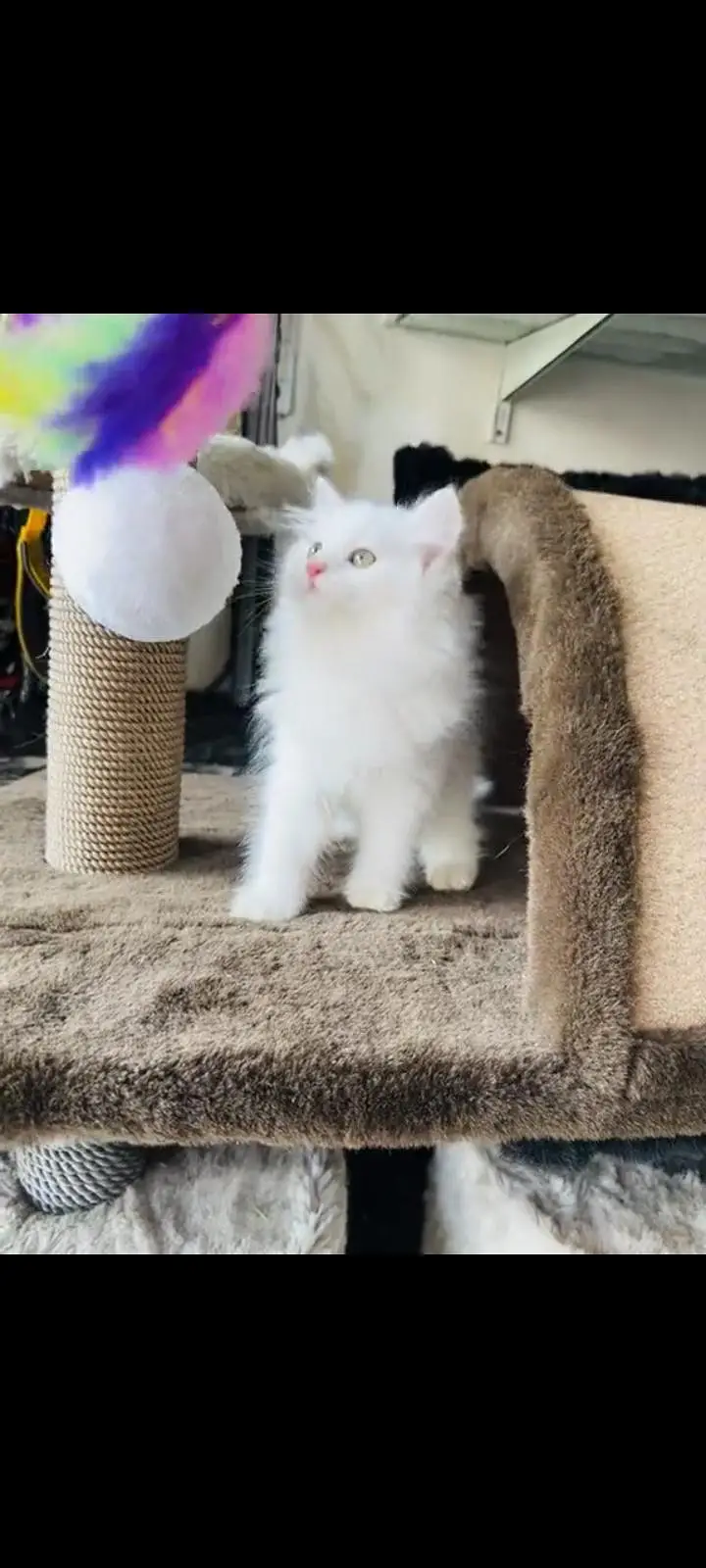 persian cat for sale My WhatsApp number 03093713755 — photo 3