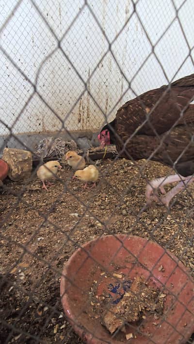 Pure Desi Murghi with 3 Aseel Chicks