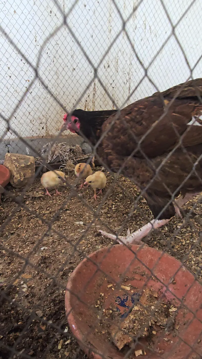 Pure Desi Murghi with 3 Aseel Chicks — photo 2