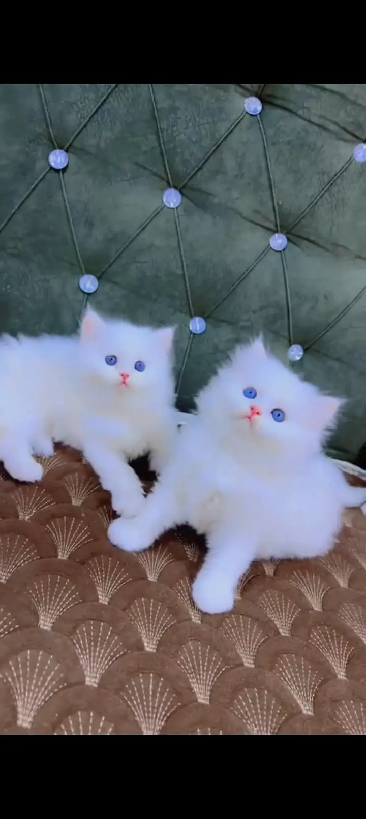 Quality Persian cat & Kittens. Male & female 03479996792. whatsapp — photo 3