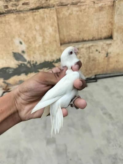 albino Red eye pair