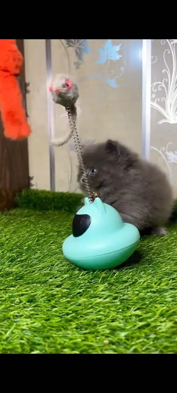 Quality Persian Punchface cat & kitten. moreWhatsApp 03704602354 — photo 4