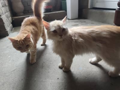 Persian Cats Pair Biliyon Ka Jora