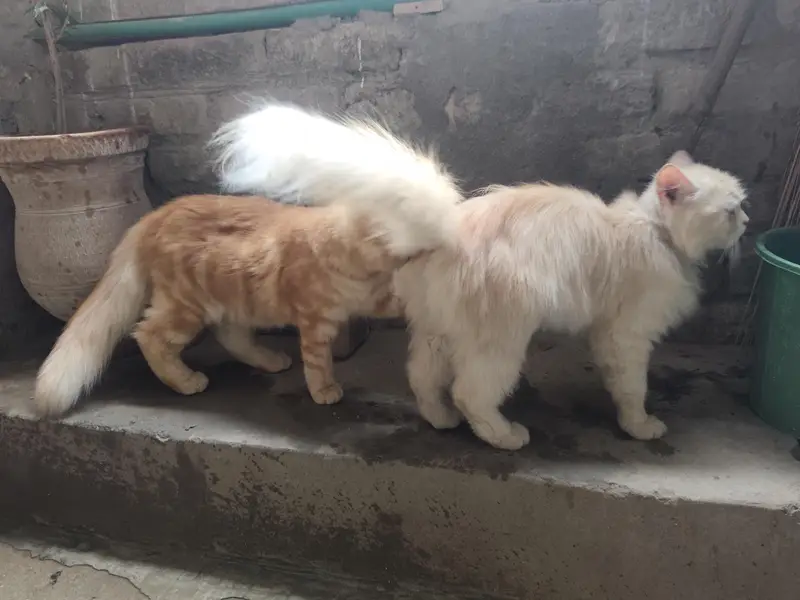 Persian Cats Pair Biliyon Ka Jora — photo 2
