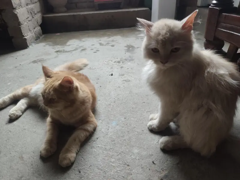 Persian Cats Pair Biliyon Ka Jora — photo 3