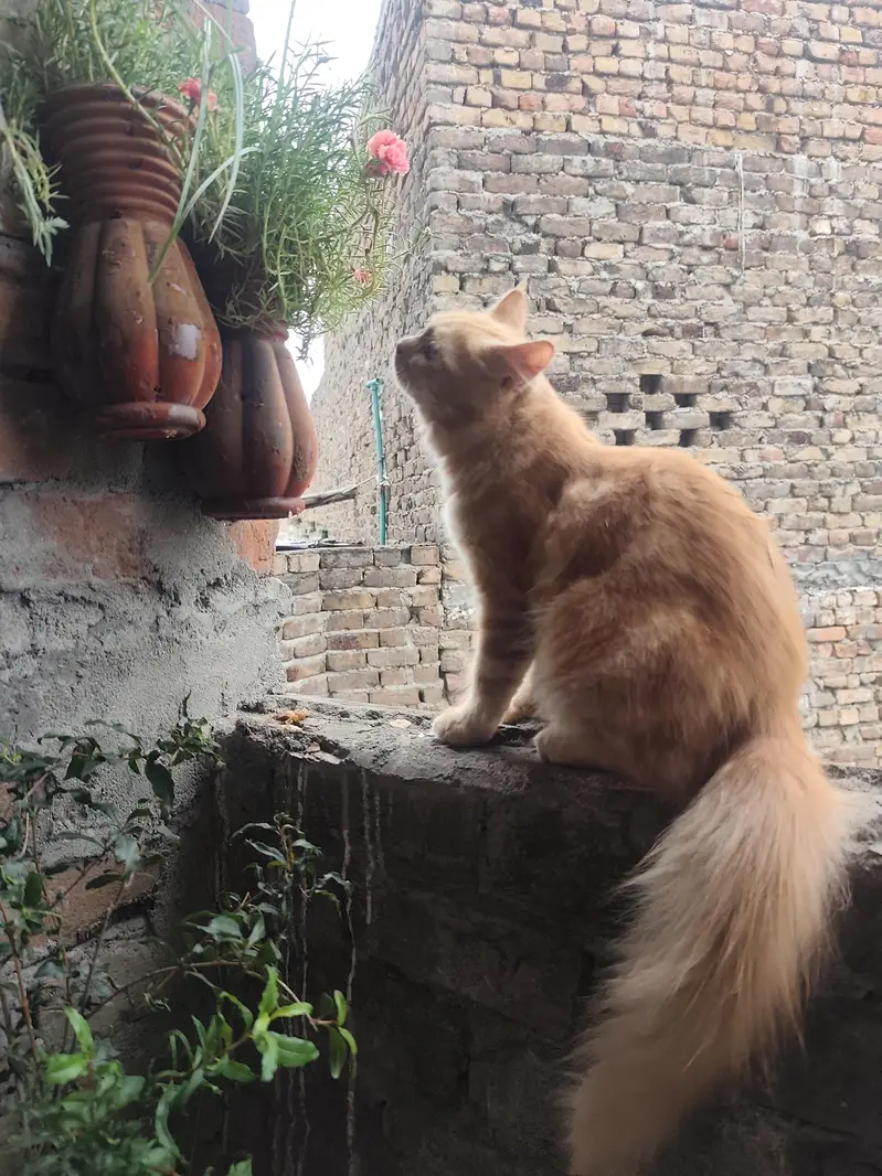 Persian Cats Pair Biliyon Ka Jora — photo 4
