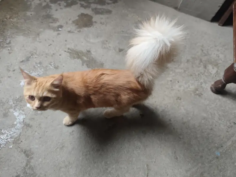 Persian Cats Pair Biliyon Ka Jora — photo 5