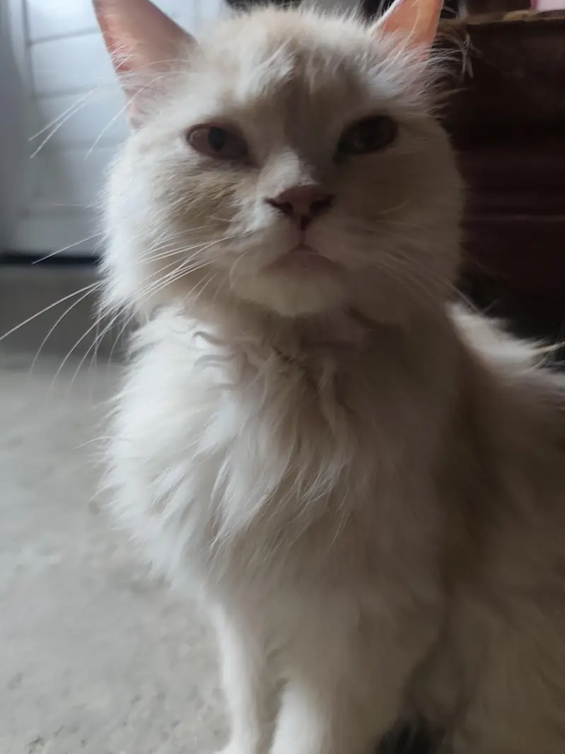 Persian Cats Pair Biliyon Ka Jora — photo 6
