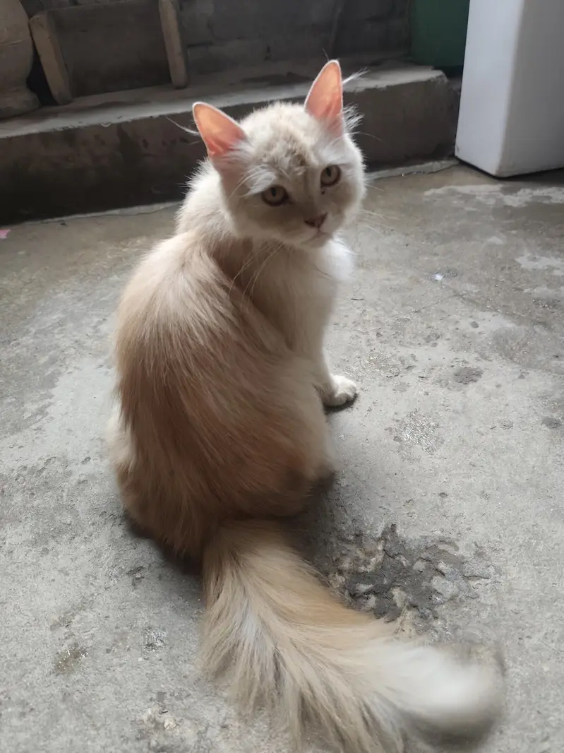 Persian Cats Pair Biliyon Ka Jora — photo 7