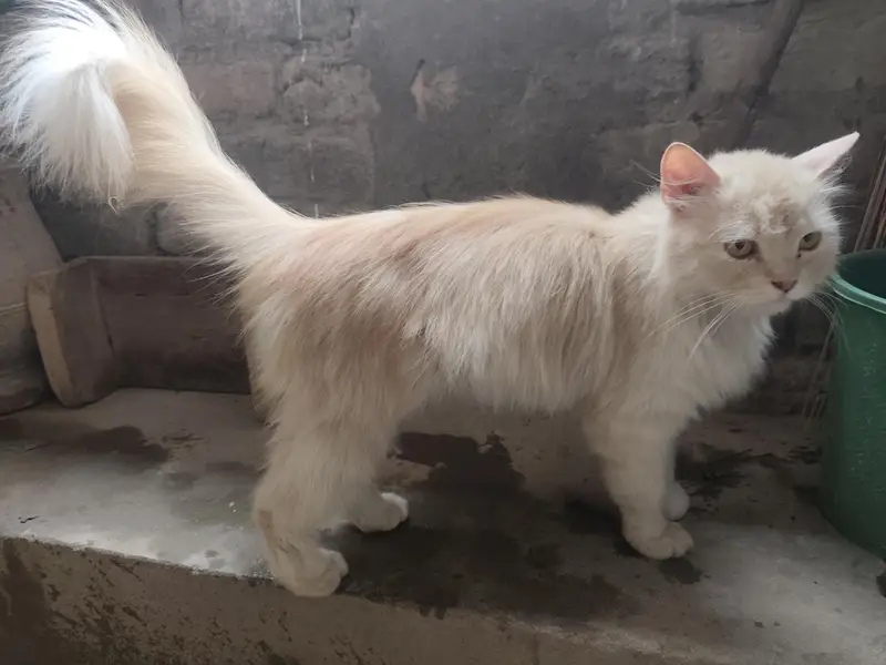 Persian Cats Pair Biliyon Ka Jora — photo 8