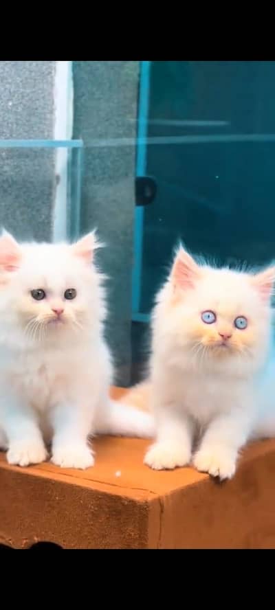 Quality Persian Punchface cat & kitten. moreWhatsApp 03704602354