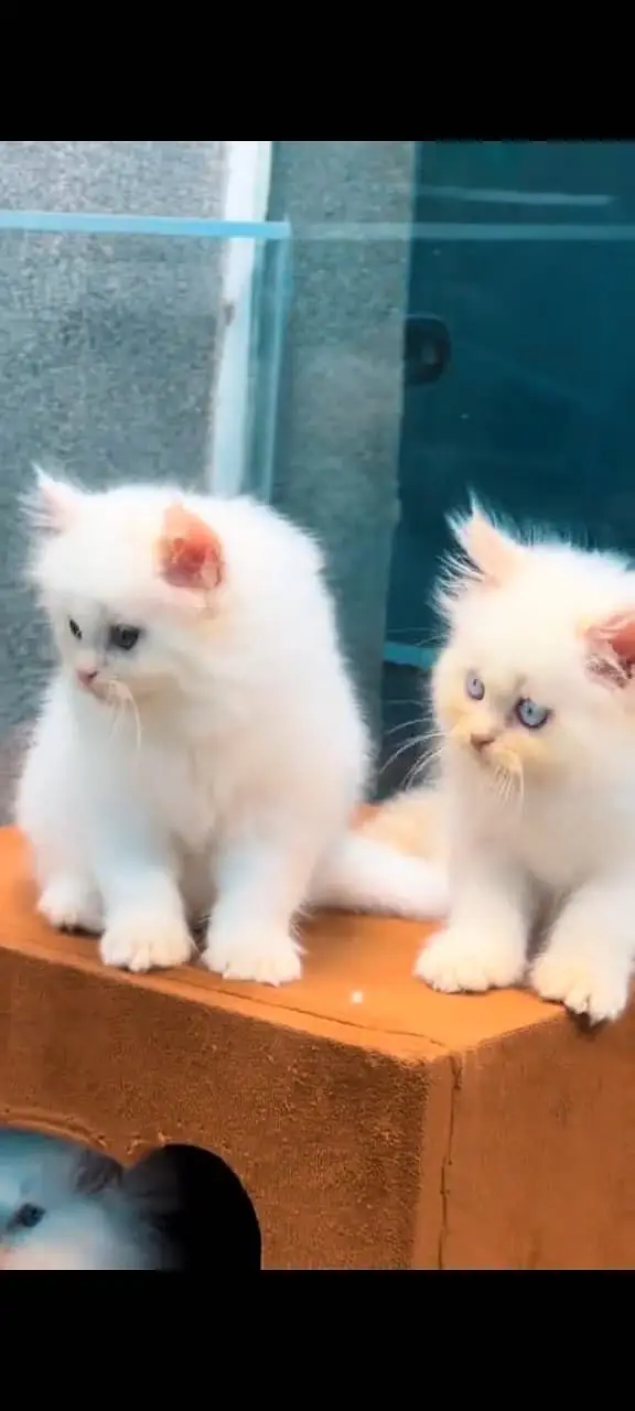 Quality Persian Punchface cat & kitten. moreWhatsApp 03704602354 — photo 2