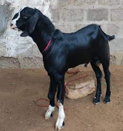 Rajanpori Abluck Male For sale Best For Breding & Qurbani 0316-2918168