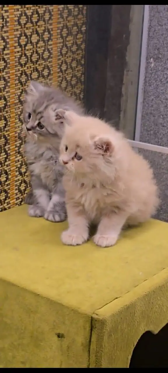 Quality Persian Punchface cat & kitten. moreWhatsApp 03704602354 — photo 3
