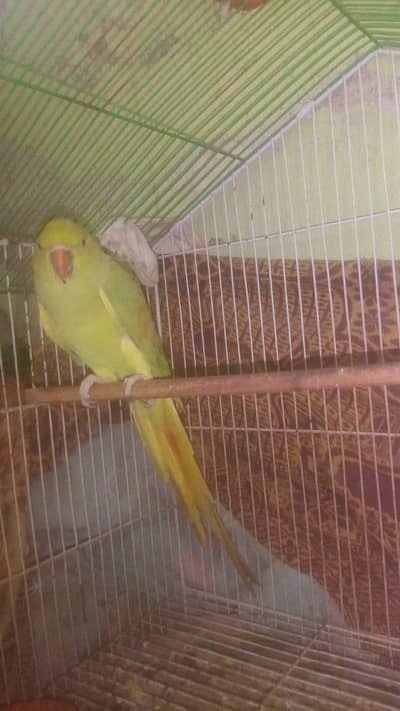 khati toti for sale