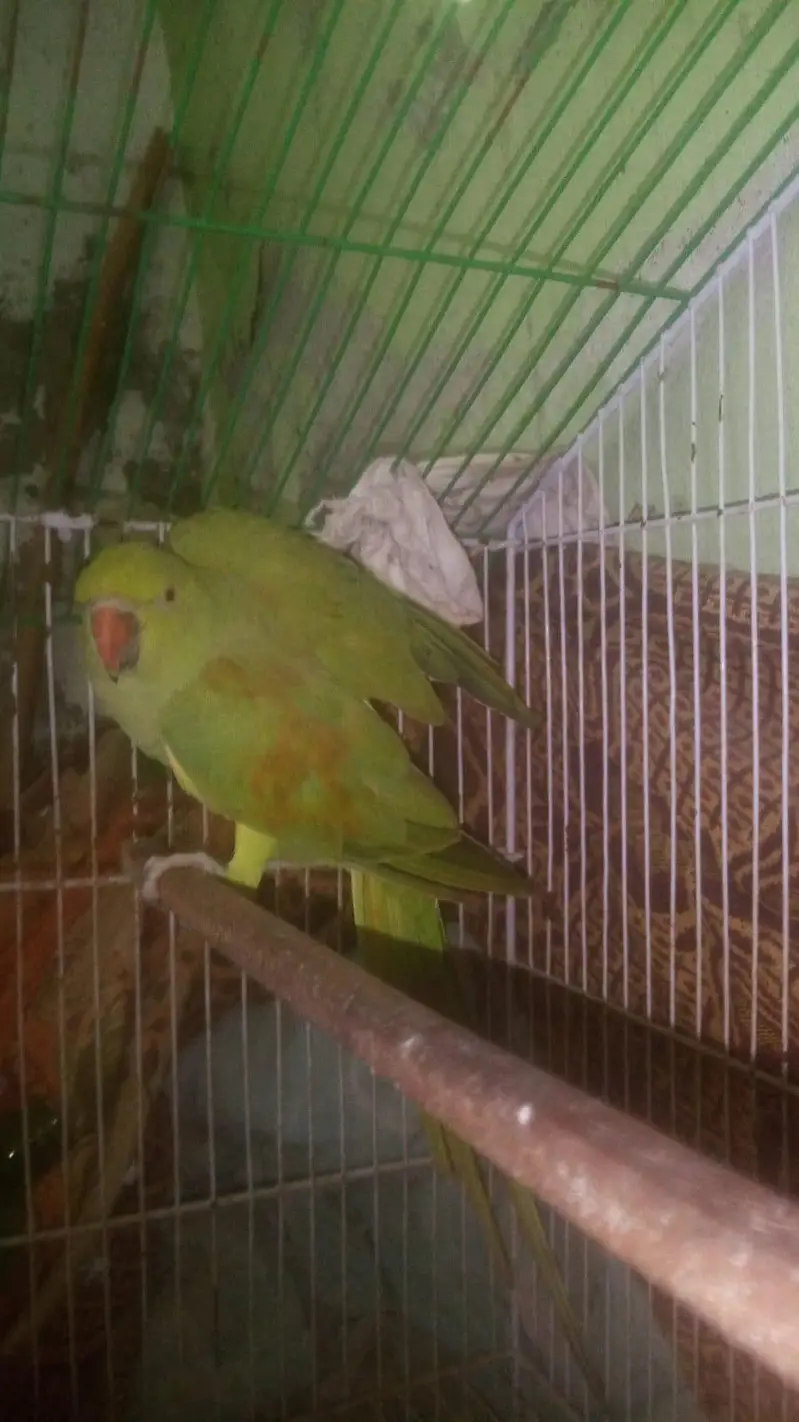 khati toti for sale — photo 3