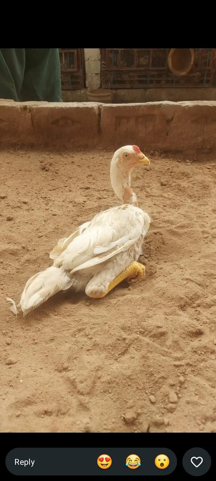 home breed bird full granteee — photo 2