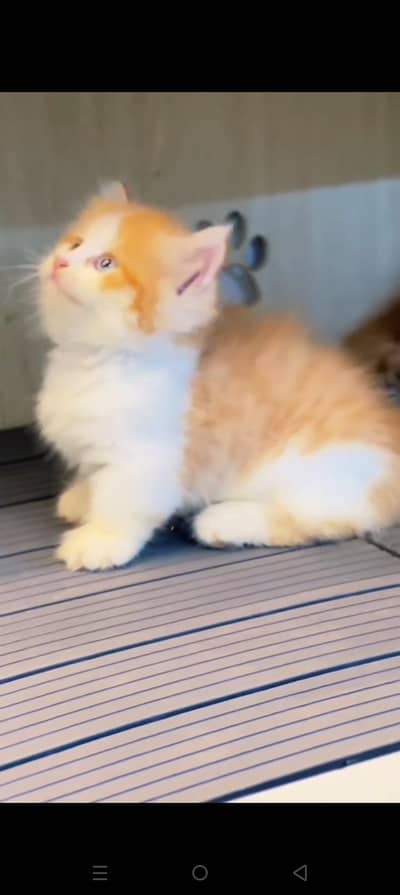 Quality Persian cat & Kittens. Male & female 03479996792. whatsapp