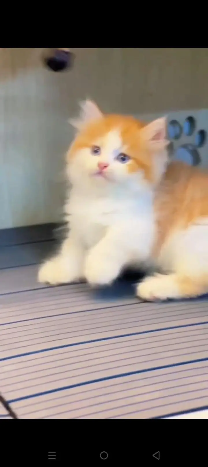 Quality Persian cat & Kittens. Male & female 03479996792. whatsapp — photo 2