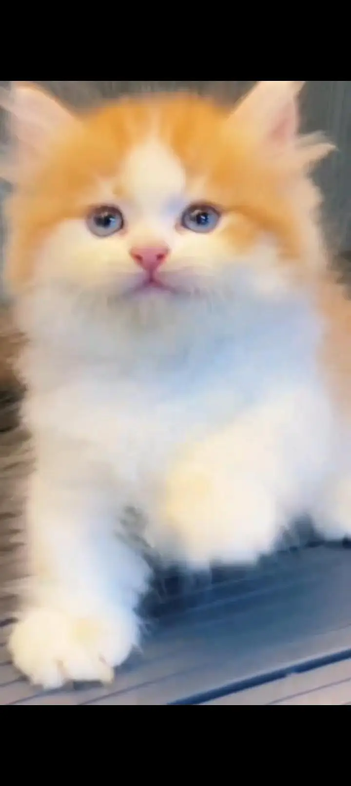 Quality Persian cat & Kittens. Male & female 03479996792. whatsapp — photo 3