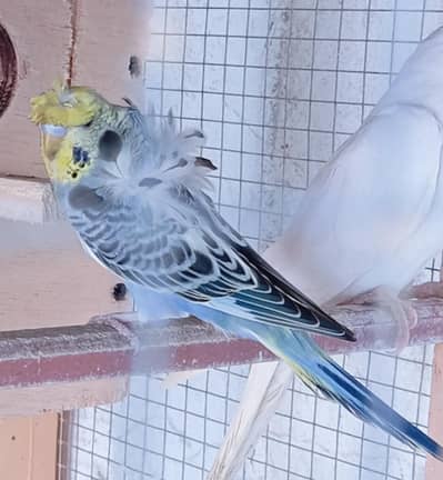 Hogromo Male & Eno Budgies pair