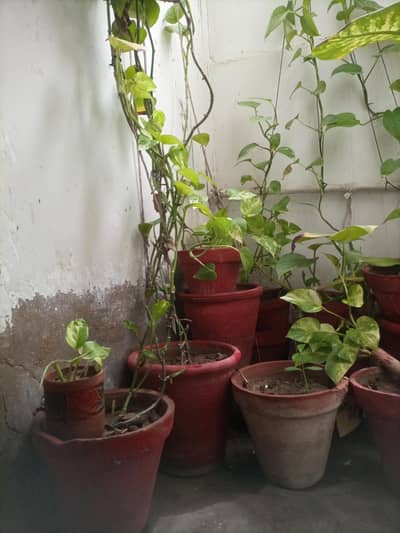 Money plants
