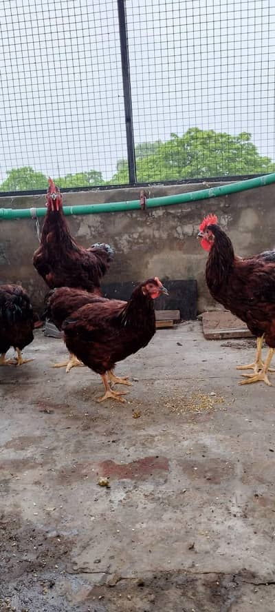 Road island rir heritage and black australorp heritage set foresale