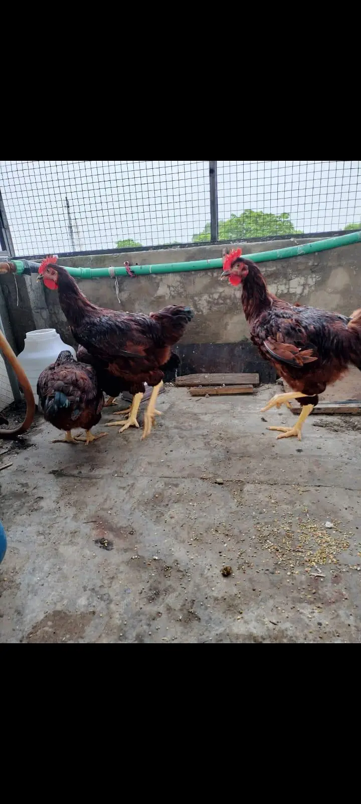 Road island rir heritage and black australorp heritage set foresale — photo 5
