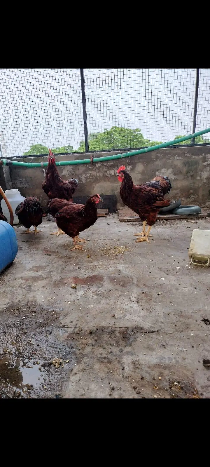Road island rir heritage and black australorp heritage set foresale — photo 7