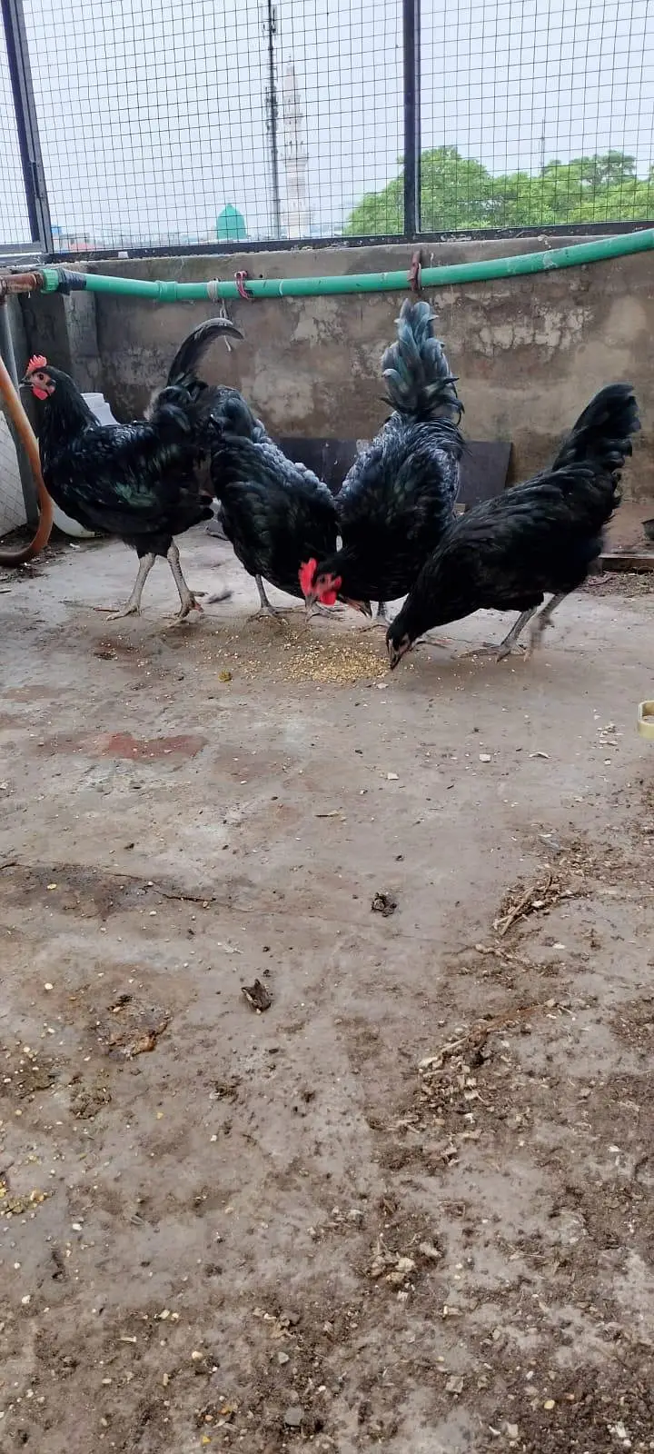Road island rir heritage and black australorp heritage set foresale — photo 8