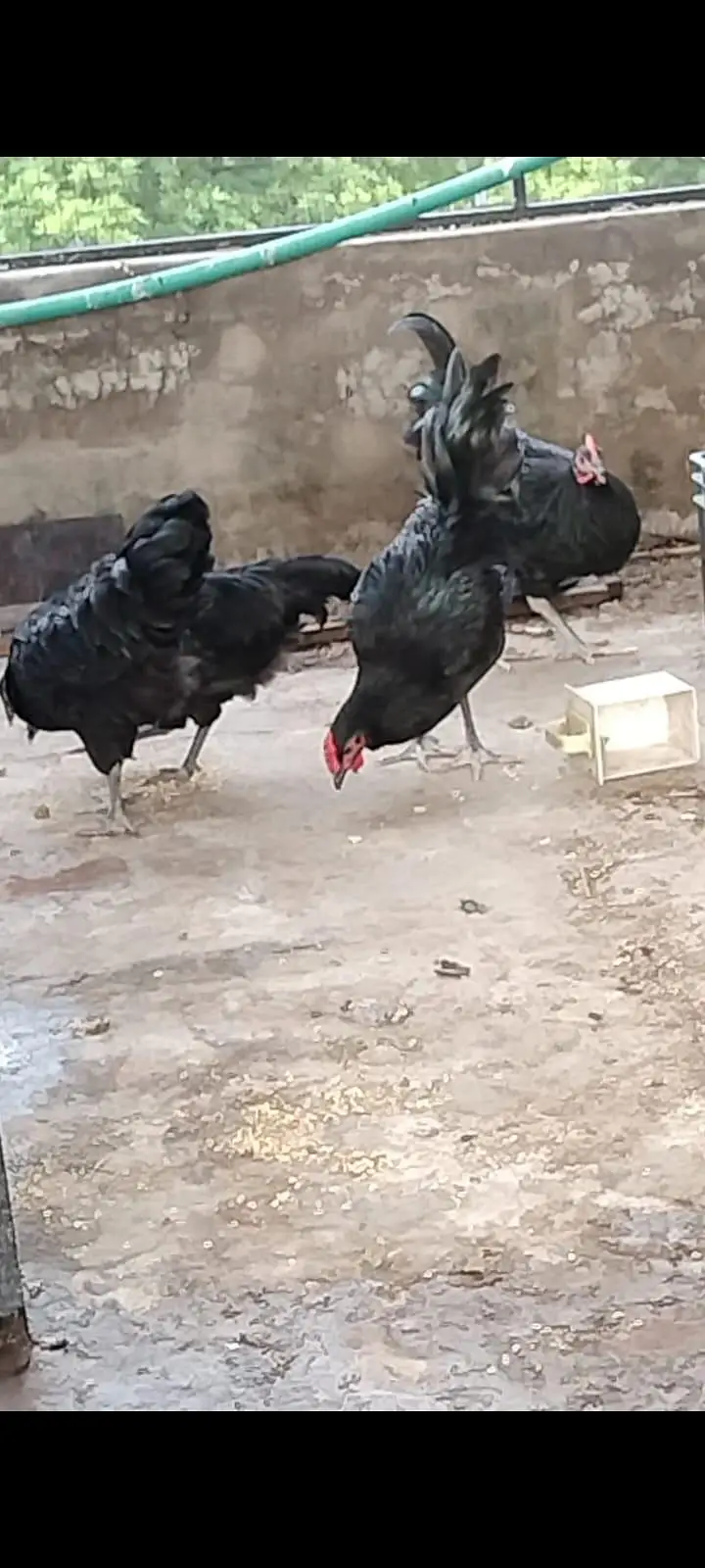 Road island rir heritage and black australorp heritage set foresale — photo 9
