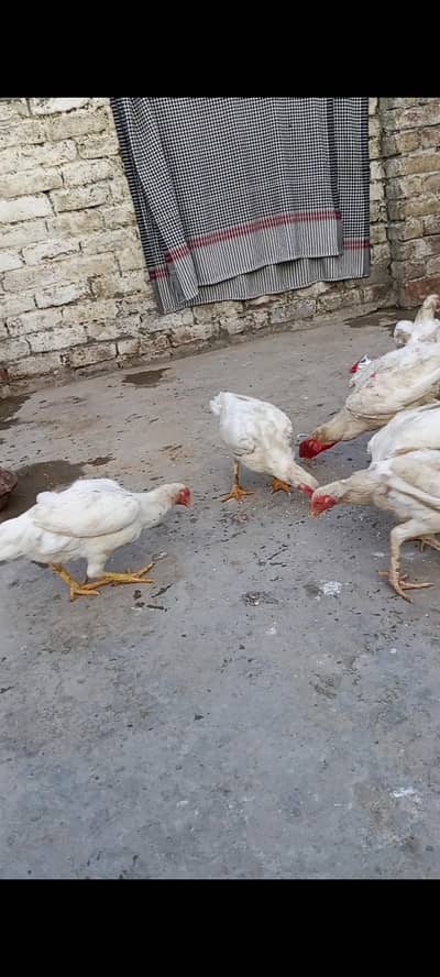 Heera aseel hen for sale