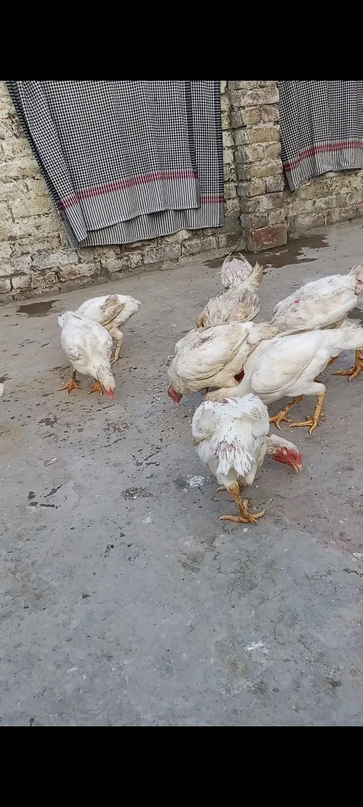 Heera aseel hen for sale — photo 2
