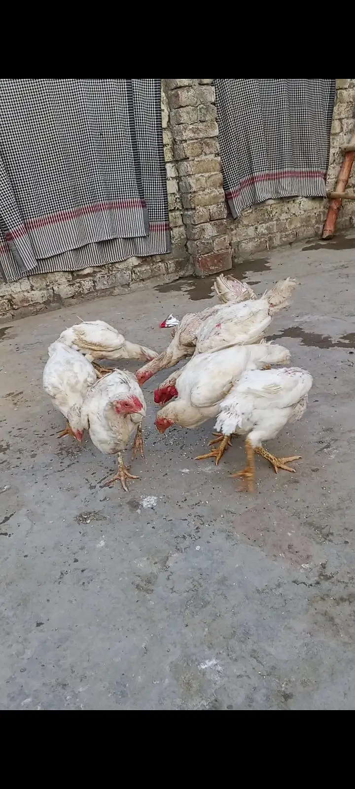 Heera aseel hen for sale — photo 3
