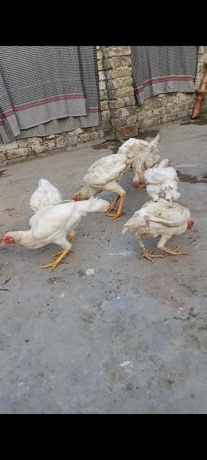 Heera aseel hen for sale — photo 4