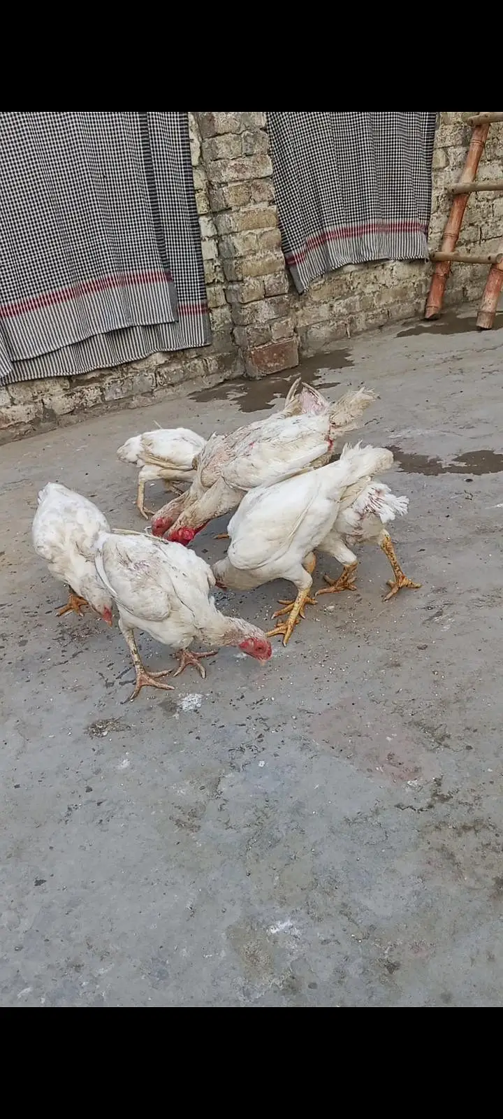Heera aseel hen for sale — photo 5