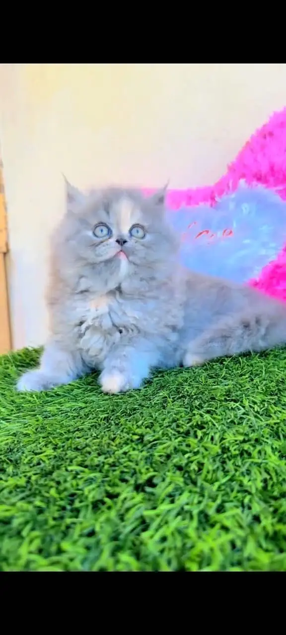 Quality Persian Punchface cat & kitten. moreWhatsApp 03704602354 — photo 2
