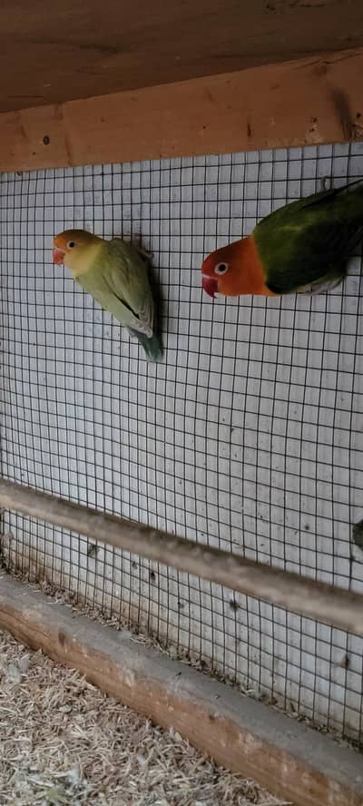 Love Birds Parblue Opline Green Pale Fellow