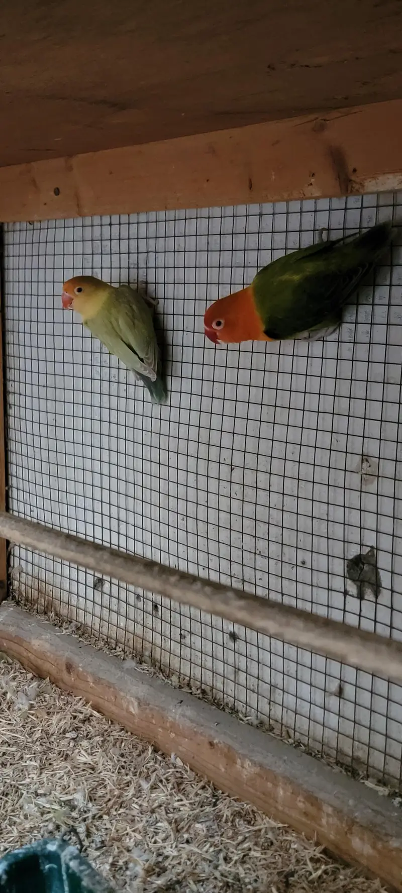 Love Birds Parblue Opline Green Pale Fellow — photo 2