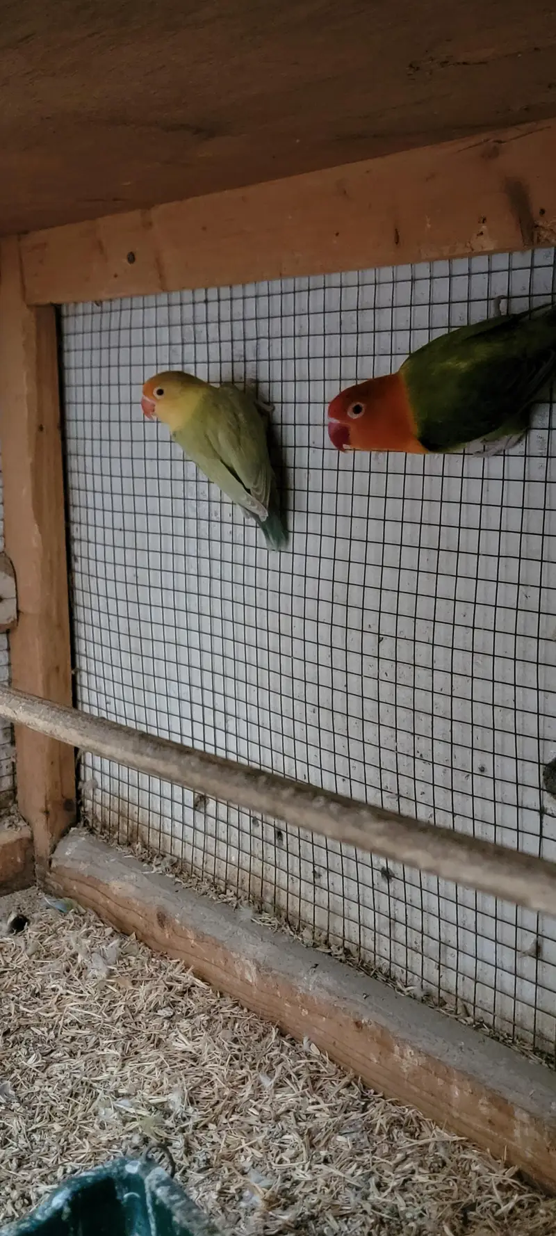 Love Birds Parblue Opline Green Pale Fellow — photo 3