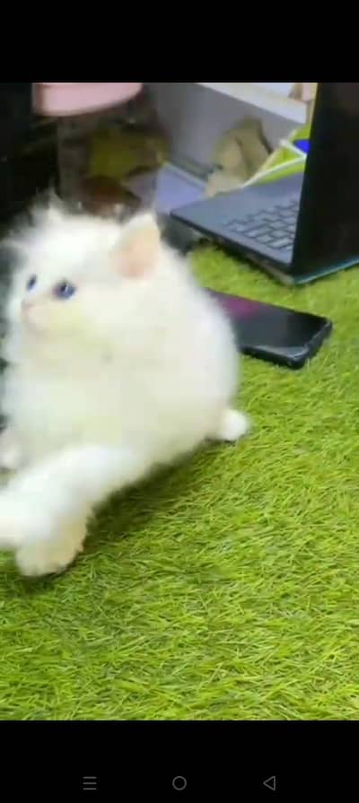Quality Persian cat & Kittens. Male & female 03479996792. whatsapp
