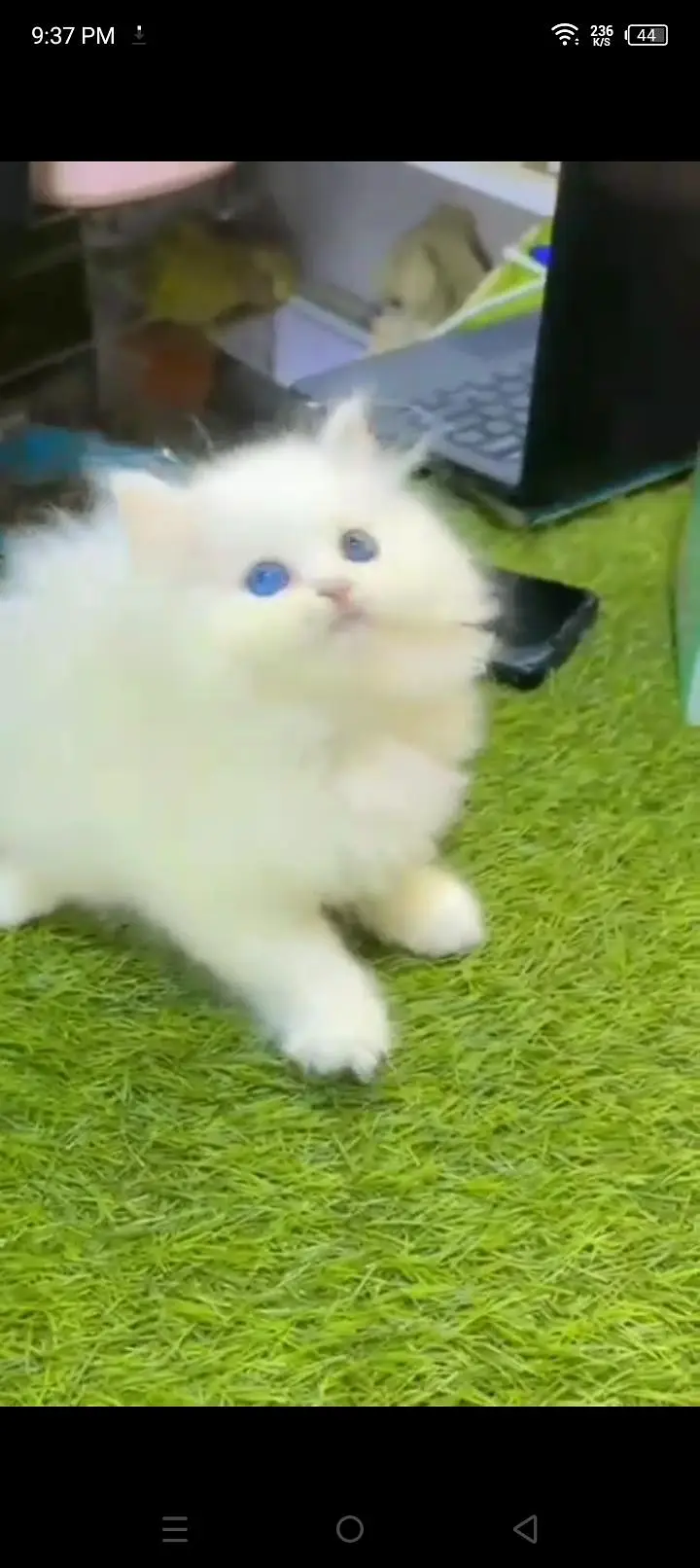 Quality Persian cat & Kittens. Male & female 03479996792. whatsapp — photo 2